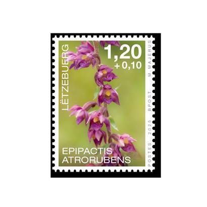 Die 2022 begonnene Serie „Orchideen in Luxemburg” wird dieses Jahr abgeschlossen
