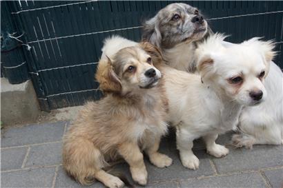 Die 21 frisch in Luxemburg angekommenen Hunde warteten am Montag auf ihre neuen Herrchen und Frauchen
