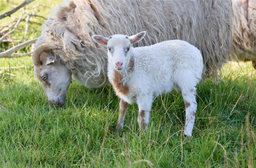 Die Anzahl an Fällen der Blauzungenkrankheit im Großherzogtum ist weiterhin am Steigen
