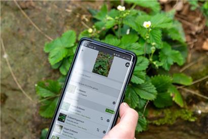 Die App iNaturalist ist gratis erhältlich
