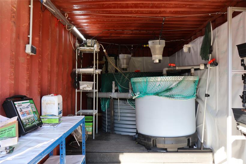 Die Aquaponik basiert auf einem geschlossenen Kreislauf-System, in dem das Wasse...