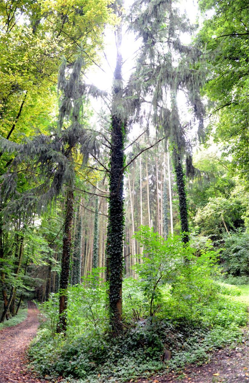 Die Bäume haben kaum noch Möglichkeiten, sich zu erholen
