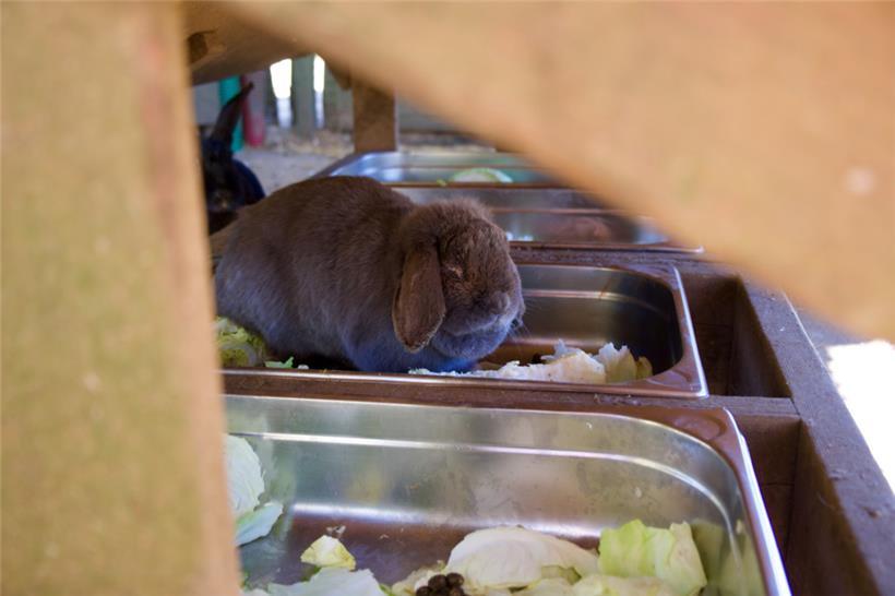 Die Basis der Nahrung sollte immer Heu sein, ergänzt durch frisches Gemüse