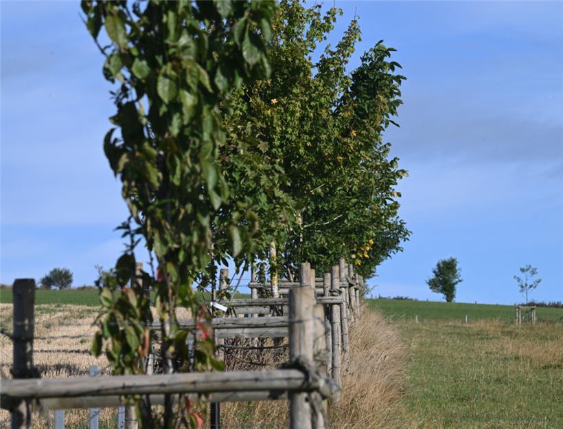 Die Baumreihe entlang der Weide stammt von der Stiftung „Hëllef fir d’Natur“
