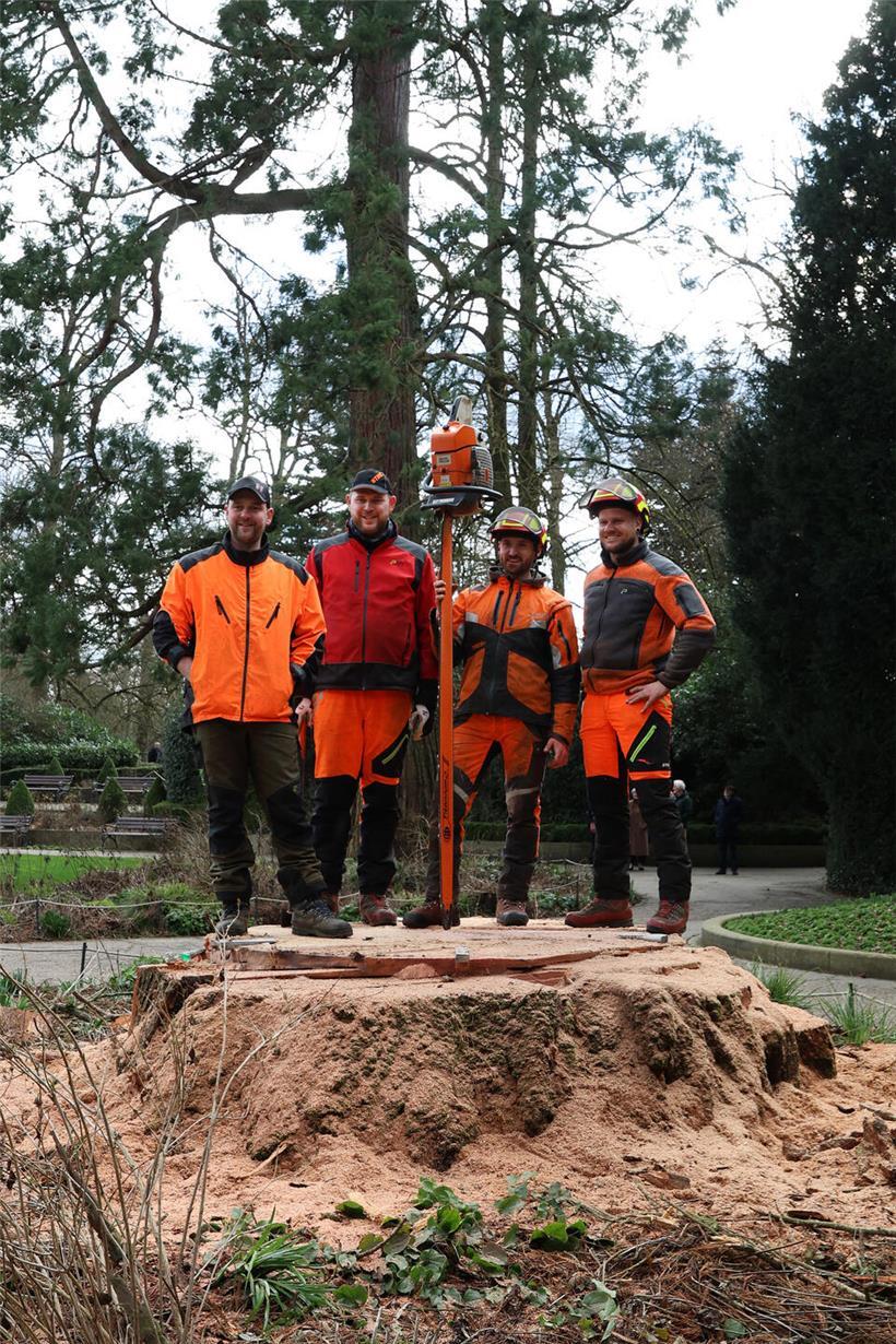 Die starke Baumzerleger-Truppe bei der Arbeit im Wald mit Sicherheitsausrüstung und Motorsägen
