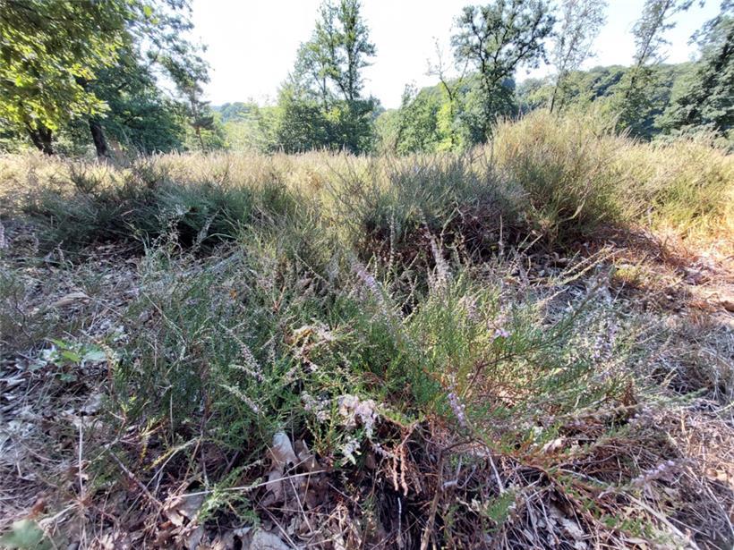 Die Besenheide an der Waldlichtung „Heedchen“
