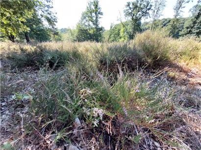 Die Besenheide an der Waldlichtung „Heedchen“
