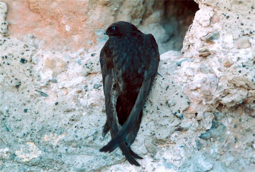 Die Bestände des Mauerseglers gehen hierzulande und europaweit konstant zurück
