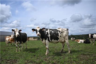 Die Blauzungenkrankheit betrifft Wiederkäuer – darunter Kühe und Schafe, aber auch Lamas und Alpakas
