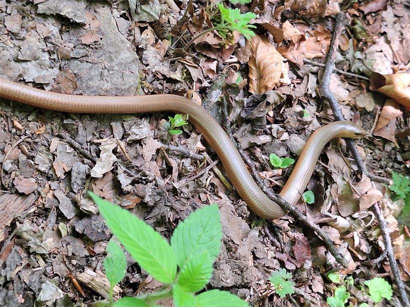 Die Blindschleiche kann eine Länge von bis zu 50 cm erreichen