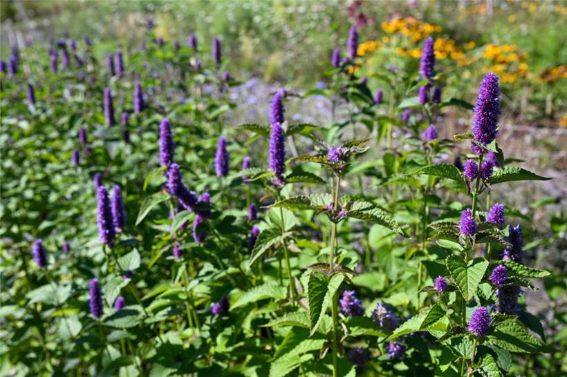 Die Blumenfarmerin traut sich mittlerweile auch an Sorten wie die lilablühende D...