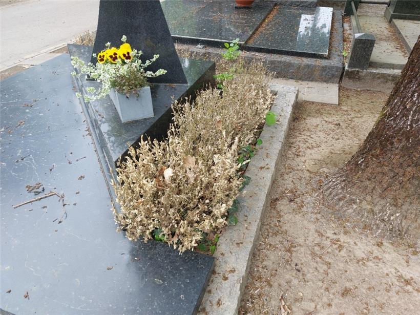 Die Buchsbäume auf dem Escher Friedhof bleiben nicht verschont