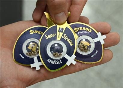 Die Cannabispflanzen müssen aus Samen gezüchtet werden. Stecklinge sind weiterhin verboten.
