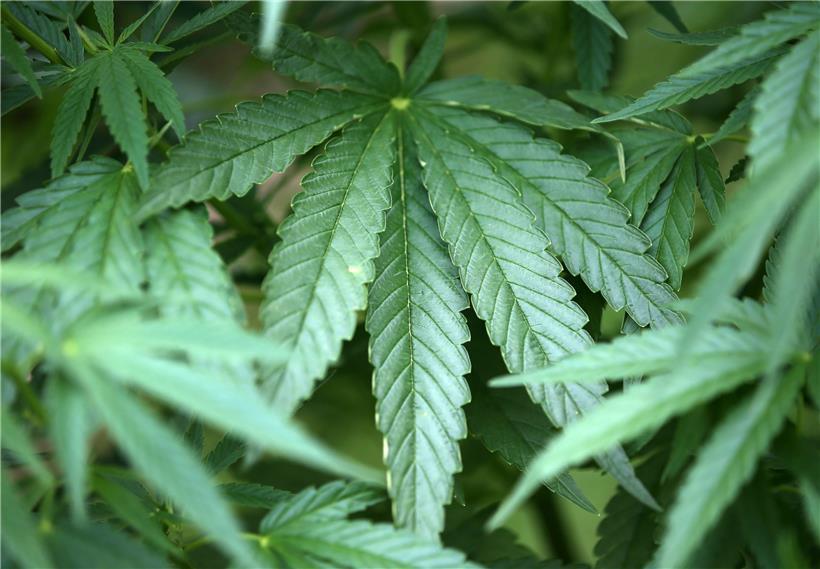 Die Chamber sieht im Cannabis eine große Gefahr für Minderjährige

