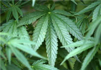 Die Chamber sieht im Cannabis eine große Gefahr für Minderjährige
