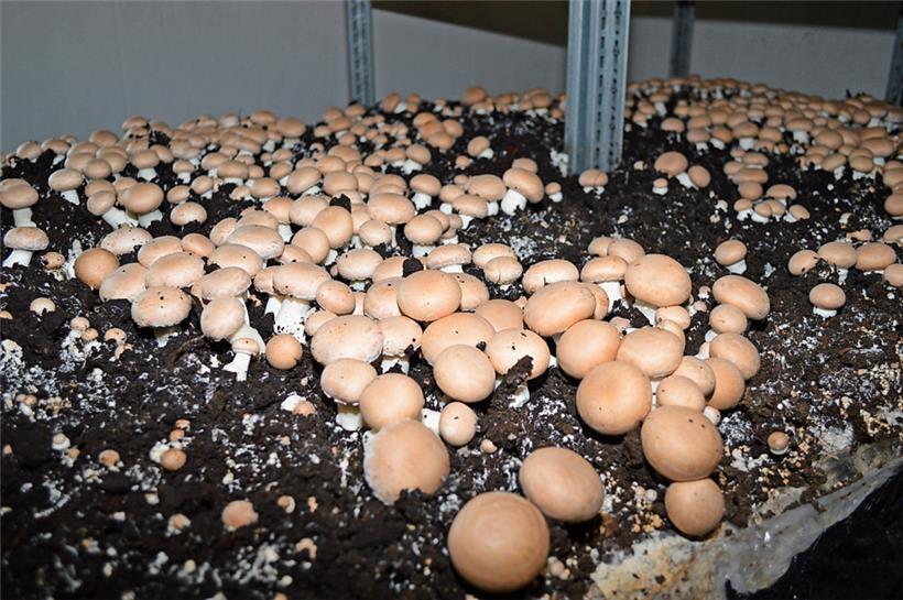 Die Champignons wachsen in Kammern bei 17 Grad Celsius und einer Luftfeuchtigkeit von 80 bis 90 Prozent

