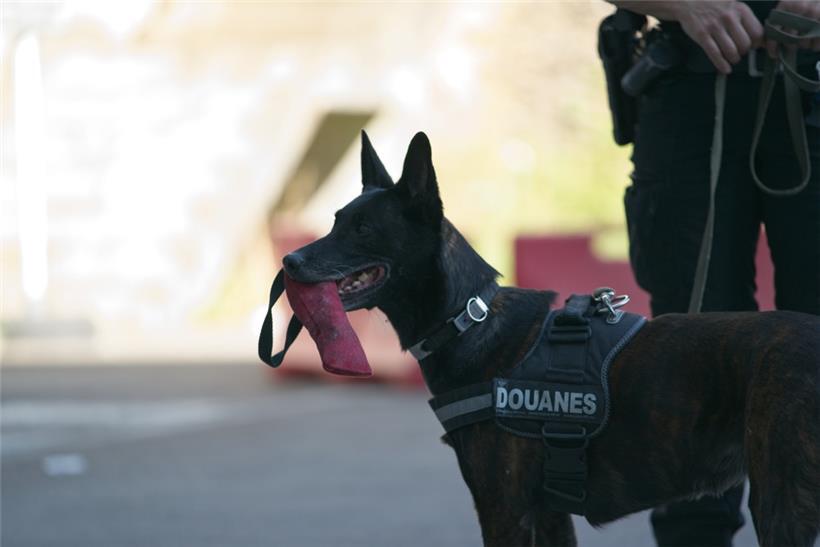 Die Drogenspürhündin Gwen
