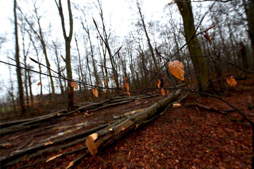Die Dürreperioden im Sommer machen den Bäumen heftig zu schaffen
