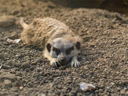 Die Erdmännchen bewegen sich bei hohen Temperaturen weniger und werden erst wieder aktiver, wenn es kühler wird
