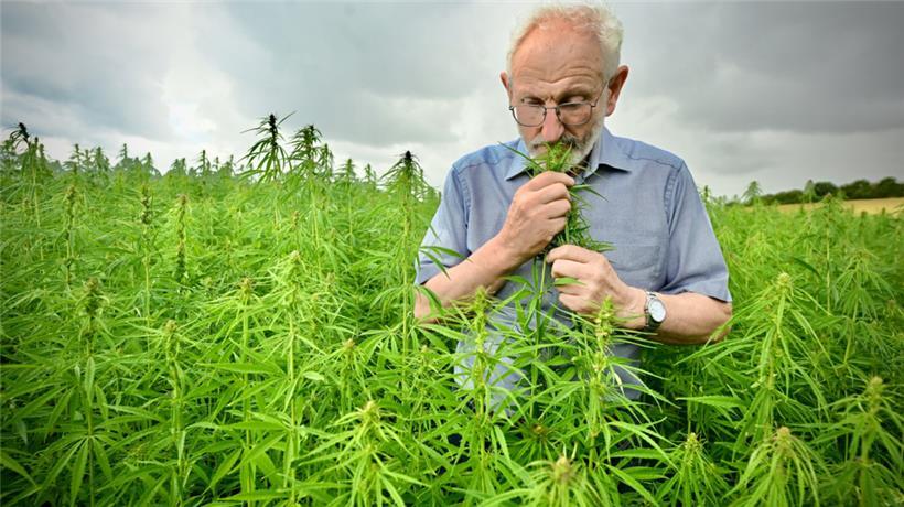 Die Ernte hat bereits begonnen. Norbert Eilenbecker führt eine erste Qualitätsko...