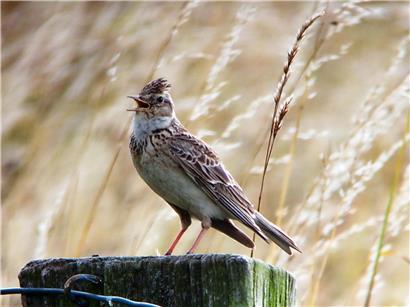 Frühlingswiese mit bunten Blumen und grünem Gras, idyllische Natur für Entspannung und Erholung im Frühling