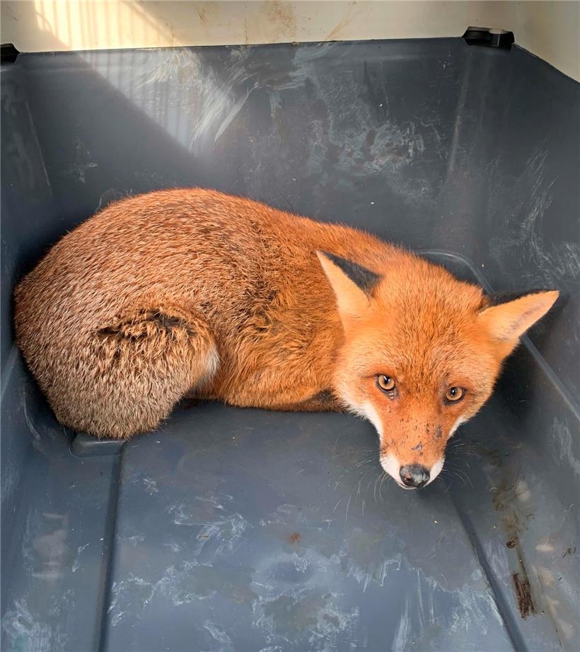 Die Feuerwehrleute aus Moutfort haben einem Fuchs aus der Patsche geholfen

