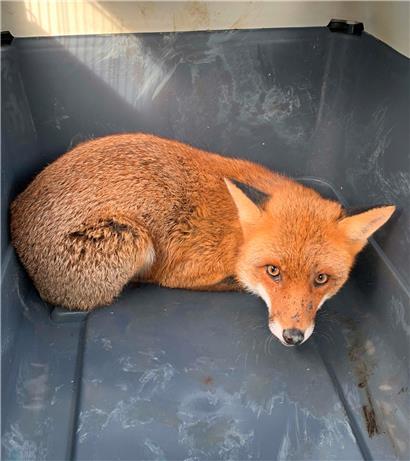 Die Feuerwehrleute aus Moutfort haben einem Fuchs aus der Patsche geholfen
