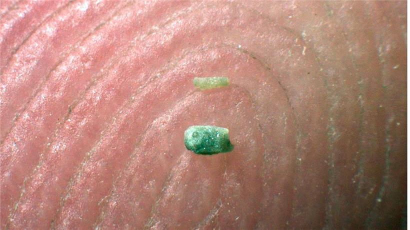 Die Fossilien sind winzig-klein
