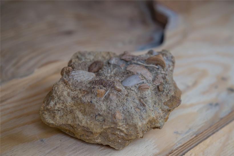 Die Fossilien stammen alle aus der Gemeinde Differdingen