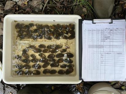 Die Freude bei der „Fondation Hëllef fir d‘Natur“ war groß, als die zehn Jahre alten Muscheln wiedergefunden wurden
