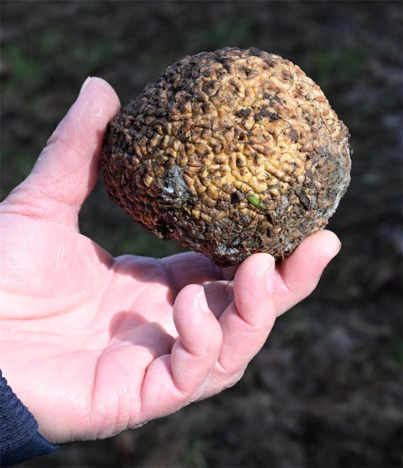 Die Frucht der amerikanischen Maclura pomifera, die bis zu 250 Gramm schwer werd...