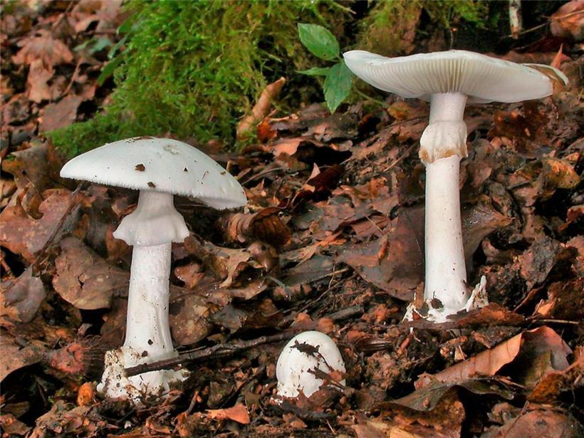 Die Gefahr wächst auf dem Waldboden. Grüne Knollenblätterpilze sehen essbaren weißen Champignons sehr ähnlich. Der Verzehr des Pilzes kann die Leber schädigen – und sogar tödlich enden. 
