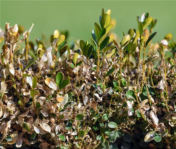 Die Gemeinde Differdingen kämpft seit Jahren gegen die Raupen des Buchsbaumzünslers – hier ein Bild eines befallenen Busches in Deutschland
