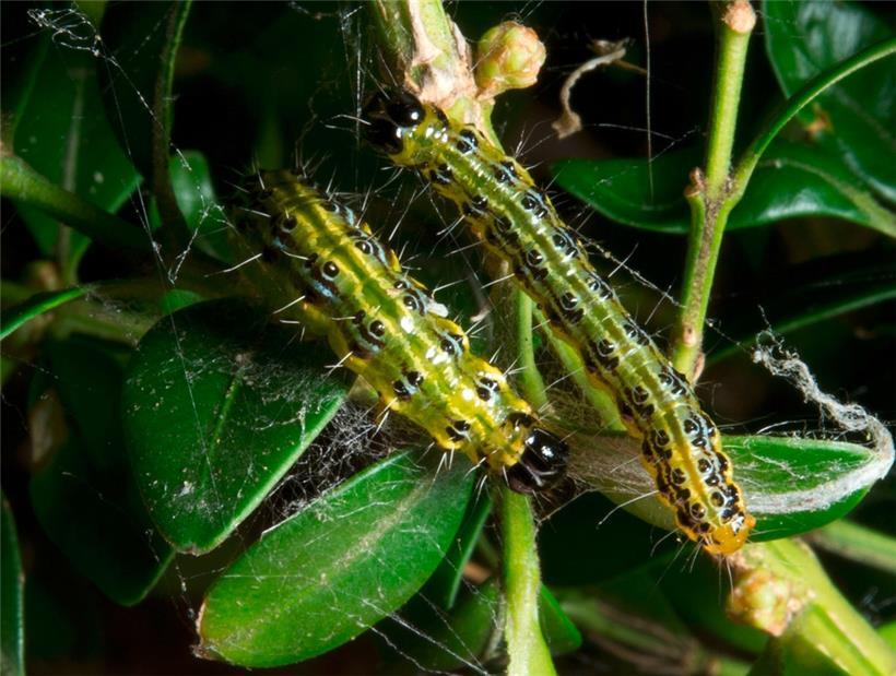 Die Gemeinde Differdingen kämpft seit Jahren gegen die Raupen des Buchsbaumzünslers
