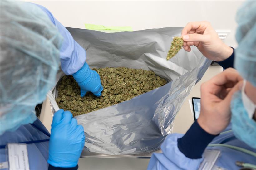 Die Geschäftsführer inspizieren getrocknete medizinische Cannabisblüten