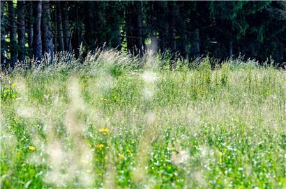 Die Grasmilben-Larven lauern auf hohen Grashalmen auf ihre potenziellen Wirte
