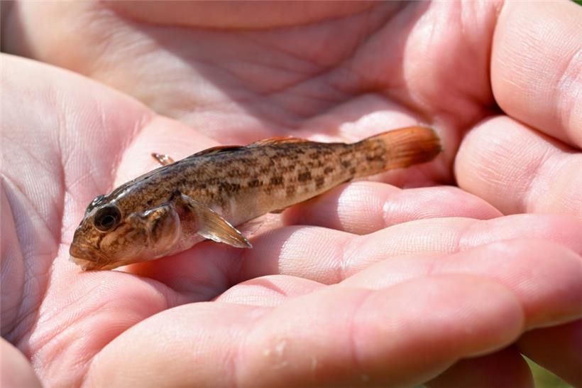 Die Grundel ist eine invasive Fischart, die besonders zwischen den Steinen am Ufer und am Flussboden lebt
