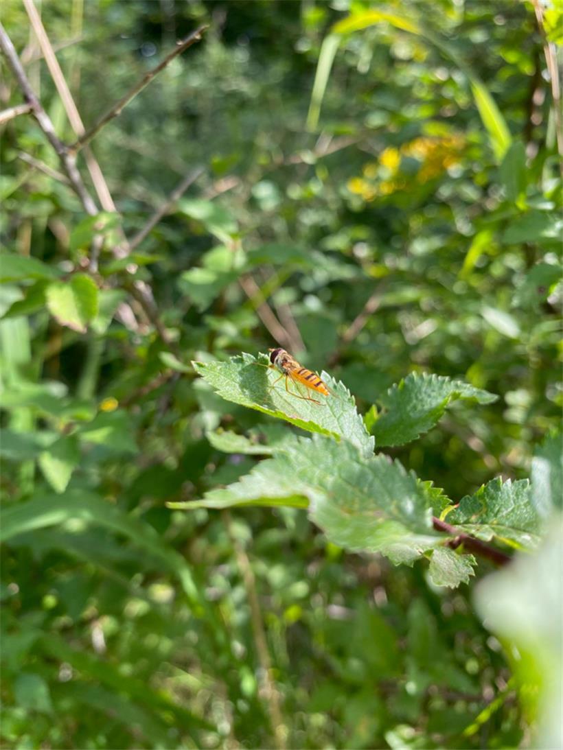 Die Hainschwebfliege
