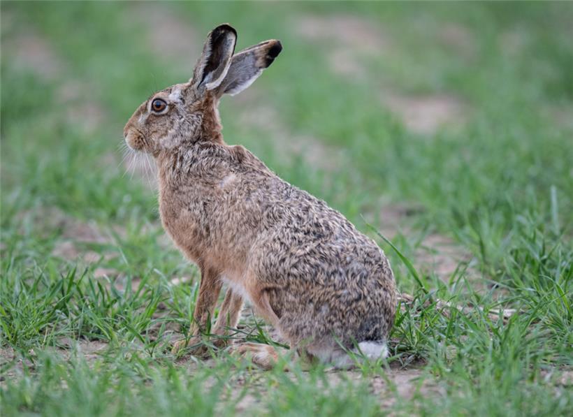 Die Hasenpest endet für Hasen und Kaninchen oft tödlich – aber auch Menschen können erkranken
