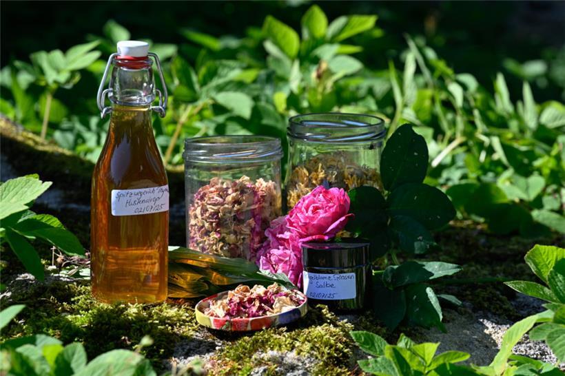 Die Heilkraft der Natur ist unerschöpflich. Was wo wächst, erfährt man auf einer Kräuterwanderung.
