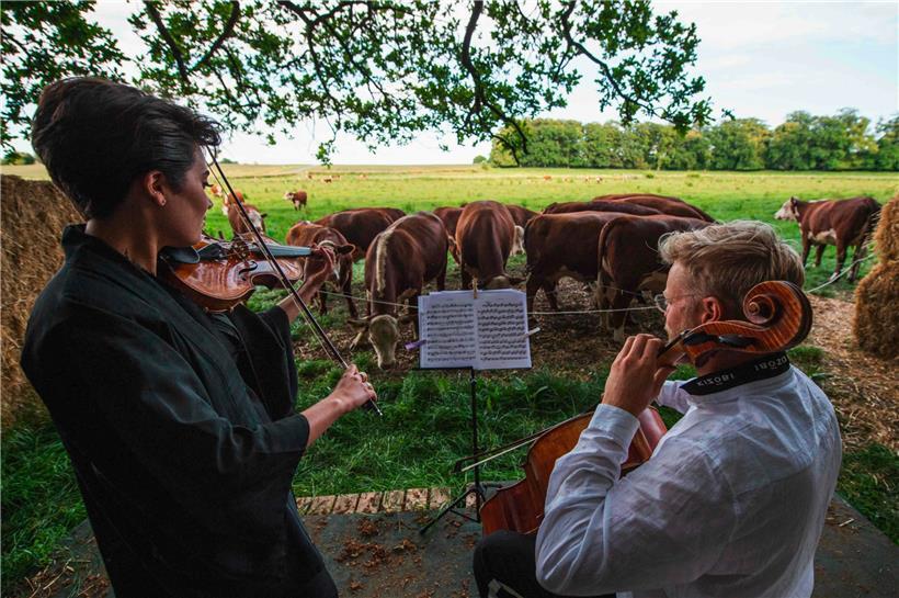 Die Herde Kühe genießt die Talente von Cellist Jacob Shaw (r.) und Violinistin Roberta Verna
