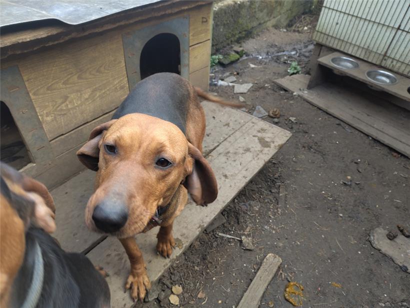 Die Hunde haben keinen Auslauf
