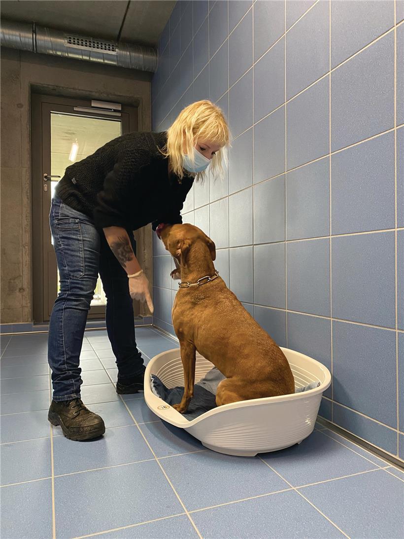 Die Integration von Tieren in die Betreuung von Menschen mit verminderten kognitiven Fähigkeiten bringt viele Vorteile mit sich
