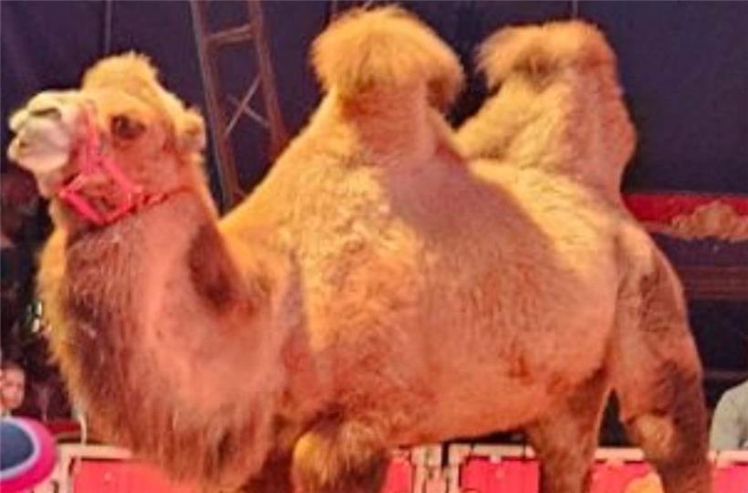 Die Kamele sind am Mittwochabend trotz fehlender Genehmigung der Gemeinde und Verbotsliste des Staates aufgetreten
