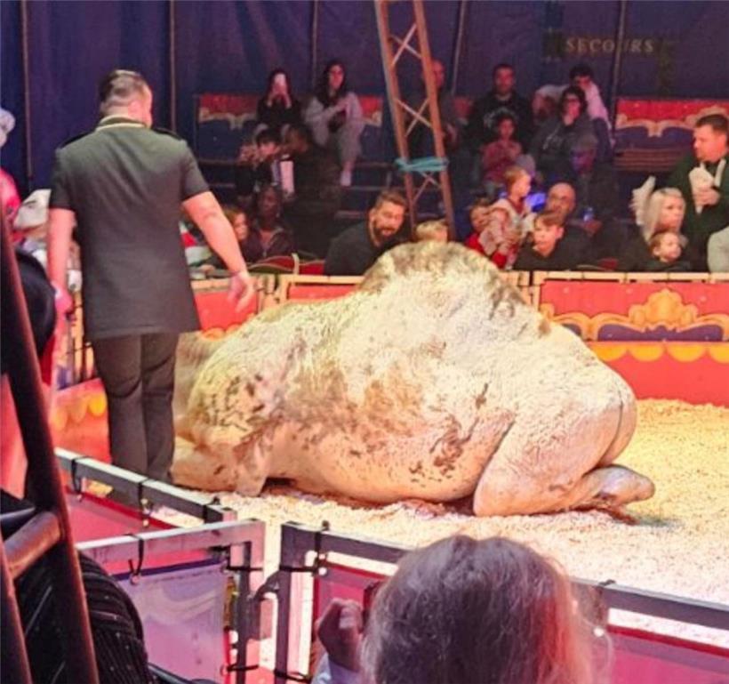 Die Kamele sind am Mittwochabend trotz fehlender Genehmigung der Gemeinde und Ve...