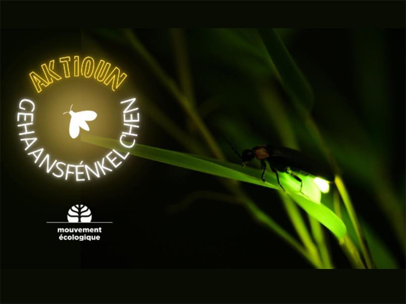 Glühwürmchen im Gras bei Nacht – Aktioun Gehaansfénkelcher Kampagne für Lebensraumschutz