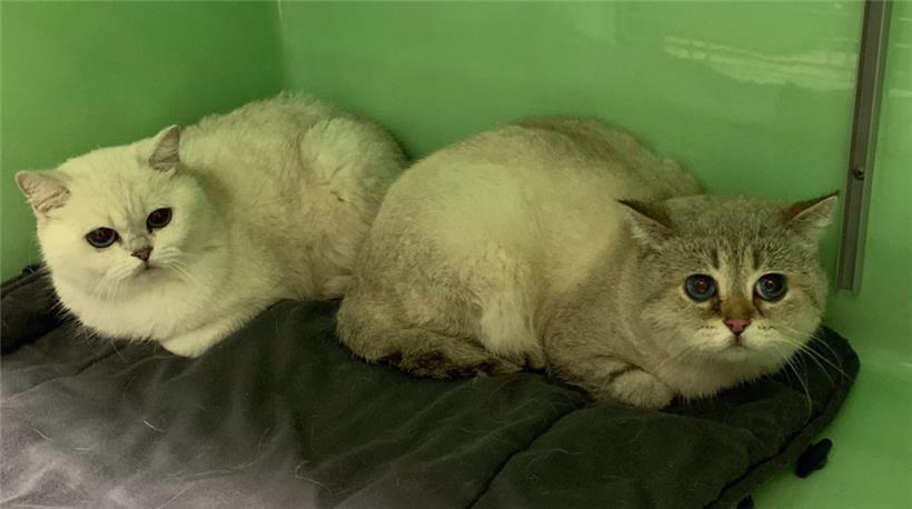 Die Katzen wurden wohl vorher für Zuchtzwecke eingesetzt
