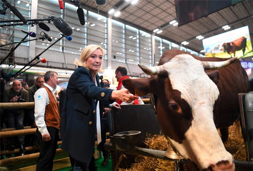 Die Kuh (r.) zeigte wenig Interesse an der Besucherin
