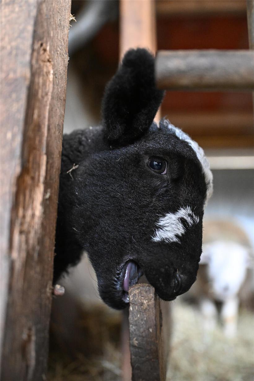 Neugierige Lämmer knabbern spielerisch an einem Holzstab auf grüner Wiese im Frühling