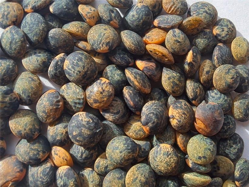 Die Linsen haben das Pilotprojekt am besten überstanden
